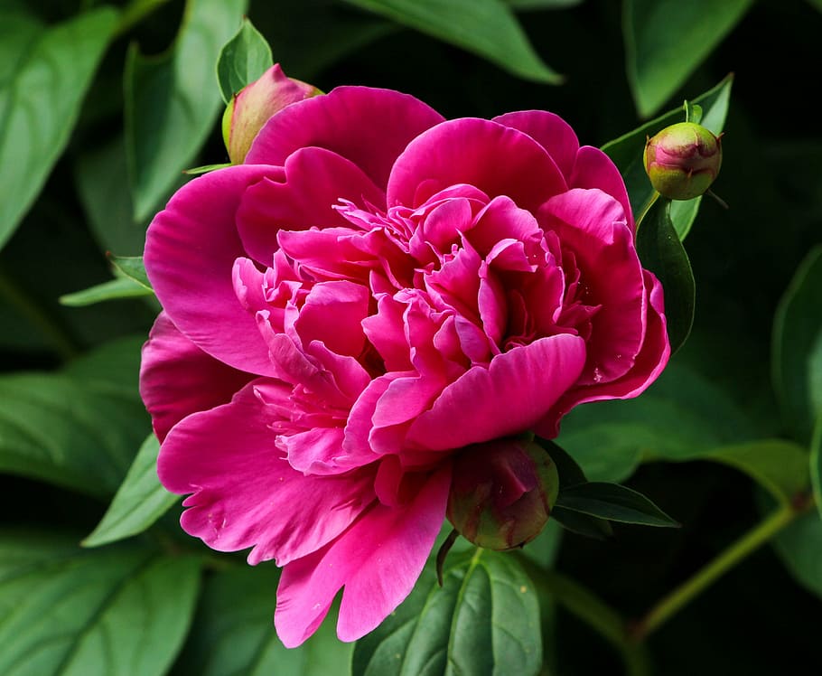 pink flower, pink peony, blossom, fuchsia, paeonia, paeoniaceae, prennial, spring flower, nature, plant