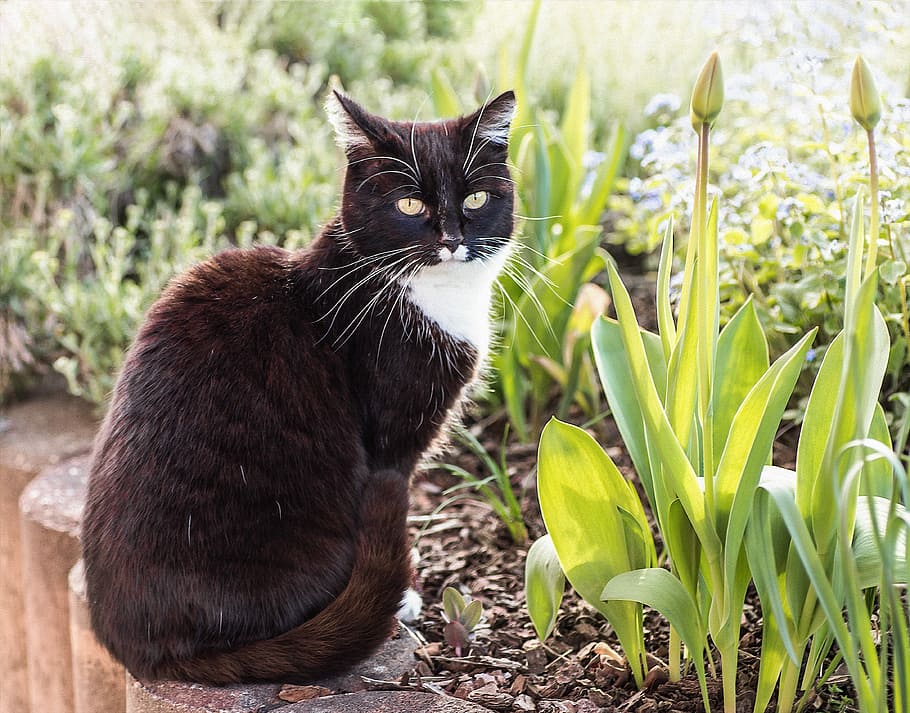 tuxedo cat, sitting, green, leaf plant, cat, domestic cat, garden, spring, tulips, animal