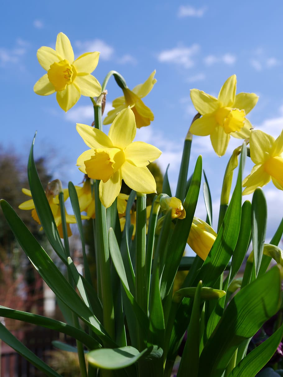 Narcisos, amarillo, flor, osterglocken, jardín primavera, pascua, narcisos amarillos, primer plano, narciso, primavera