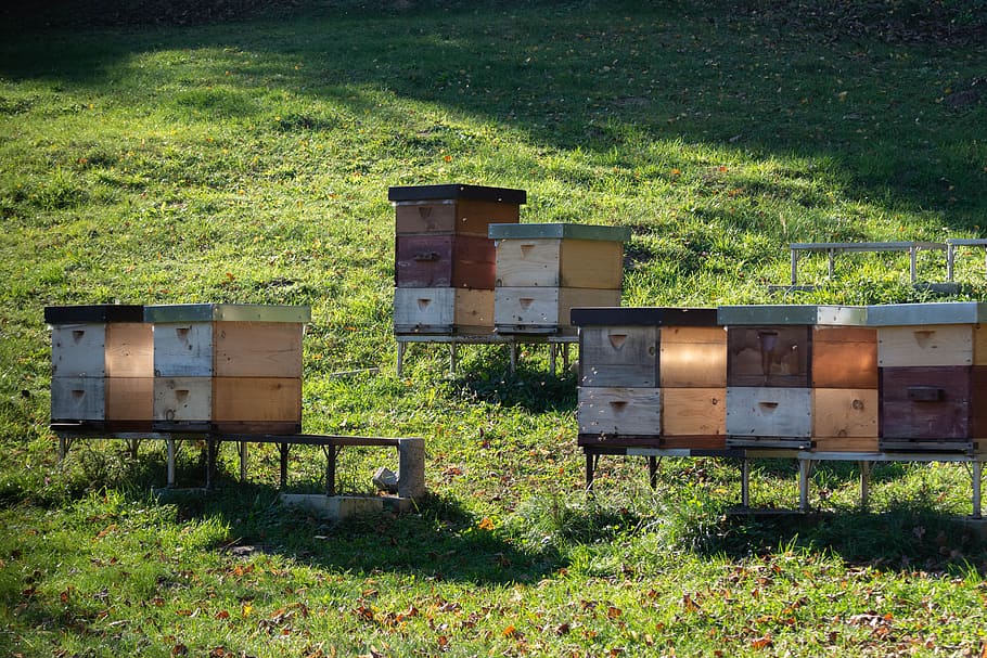 ul, ule, bees, beekeeping, honey, bee, pasieka, nature, plant, beehive