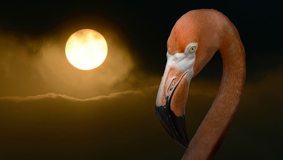 shallow, focus photography, swan, flamingo, illustration, summer, sun, heiss, smog, alarm