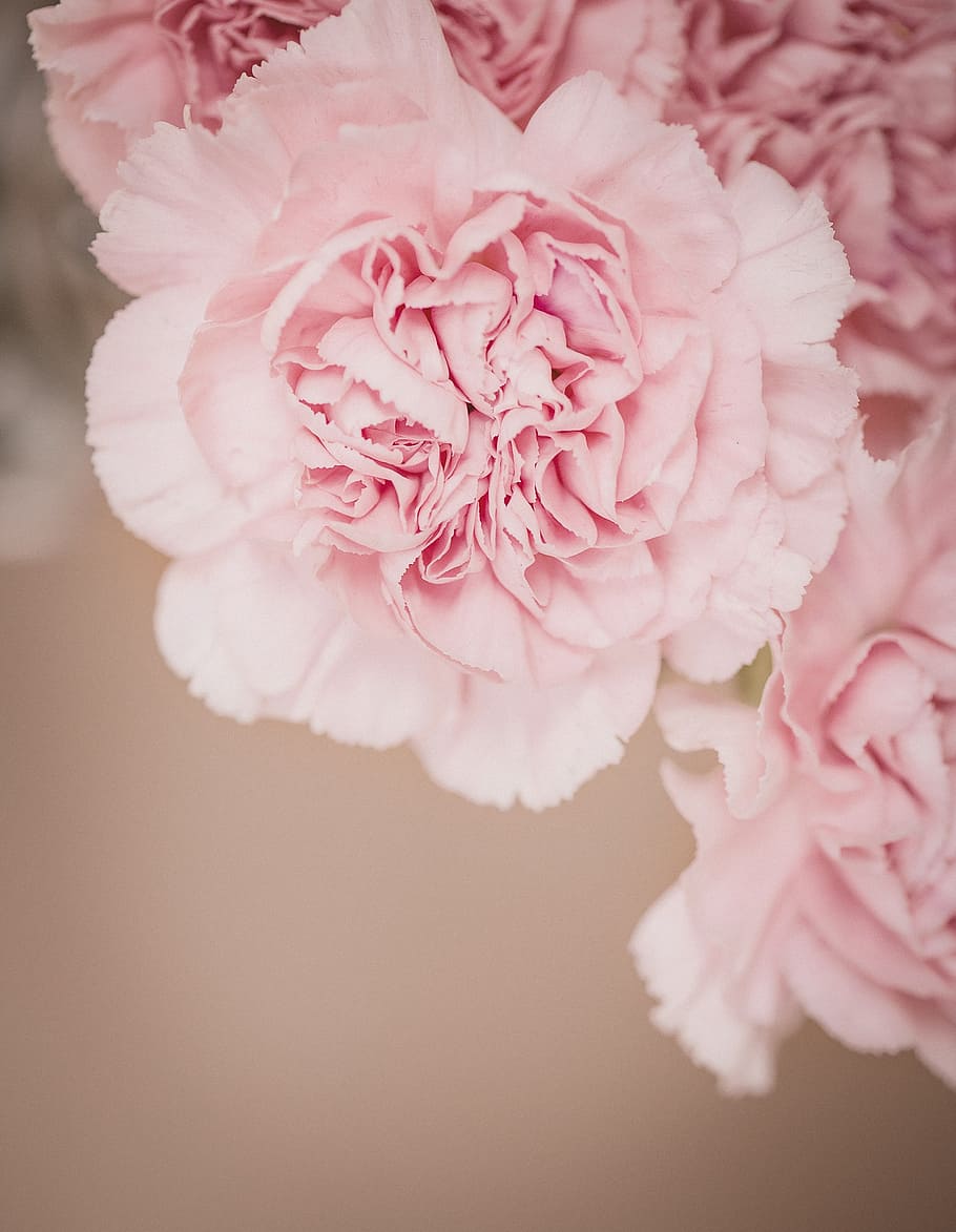 flores de clavel rosa, clavo, flor, rosa, flores de color rosa, clavel rosa, flores, pétalos, cerrar, fotografía de flores