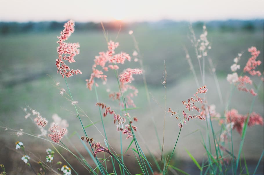 flowers, field, plant, beauty in nature, flower, flowering plant, growth, nature, freshness, tranquility