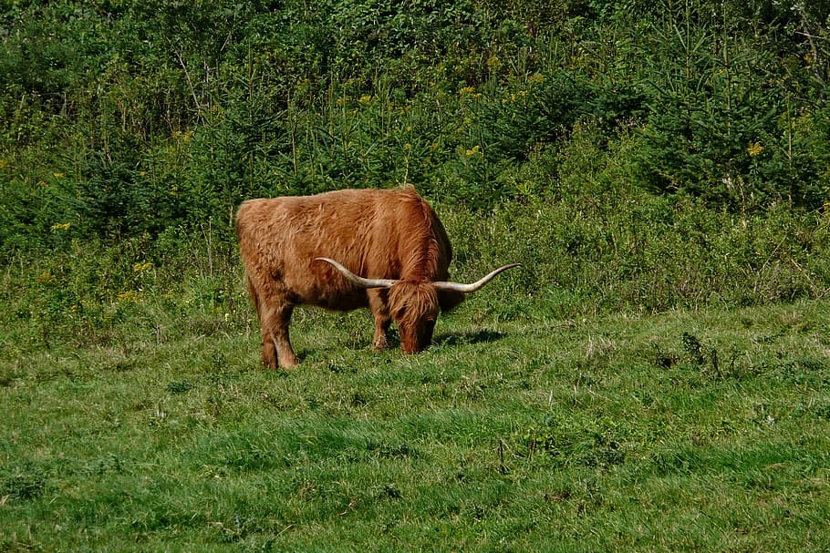 oxen, grazing, cattle, livestock, brown, mammal, animal, animal themes, domestic animals, vertebrate