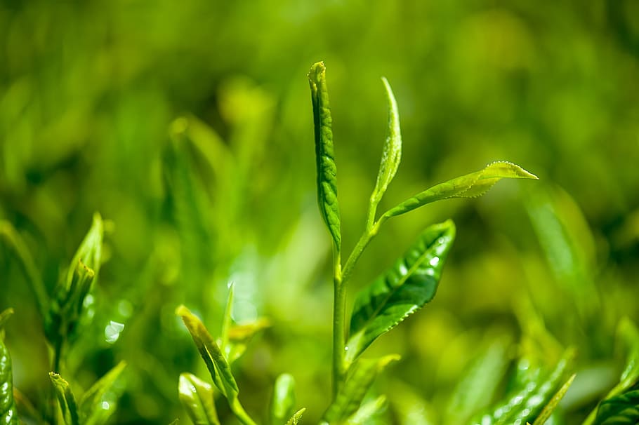 daun hijau, teh, teh hijau, warna hijau, pertumbuhan, tanaman, keindahan di alam, alam, close-up, tidak ada orang