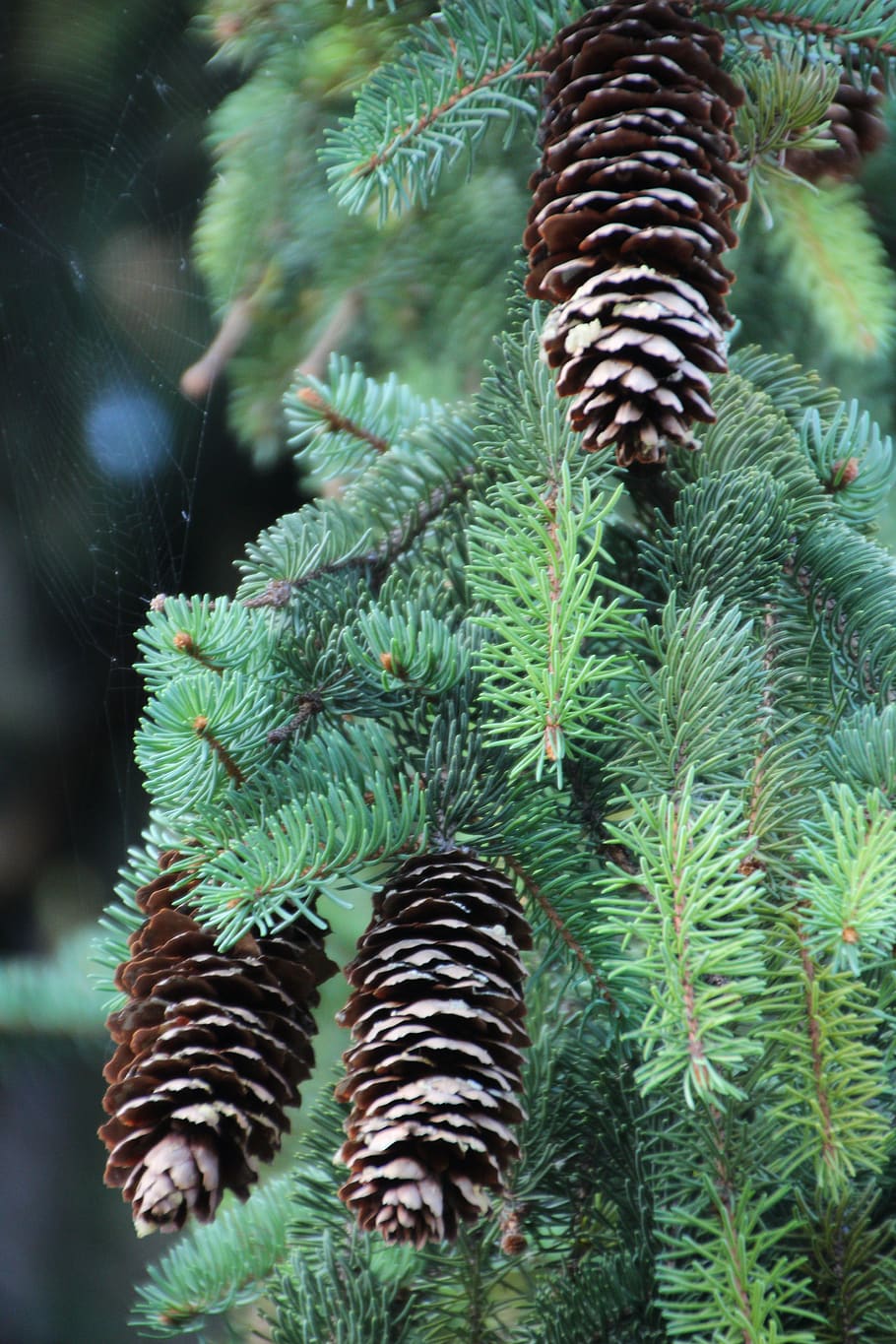 cones, pine wood, evergreen, forest, branch, pine, nature, green color, plant, growth - Pxfuel
