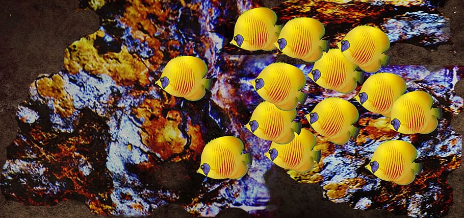 school, yellow, fish, nature, water, thailand, underwater, coral, butterfly fish, swarm