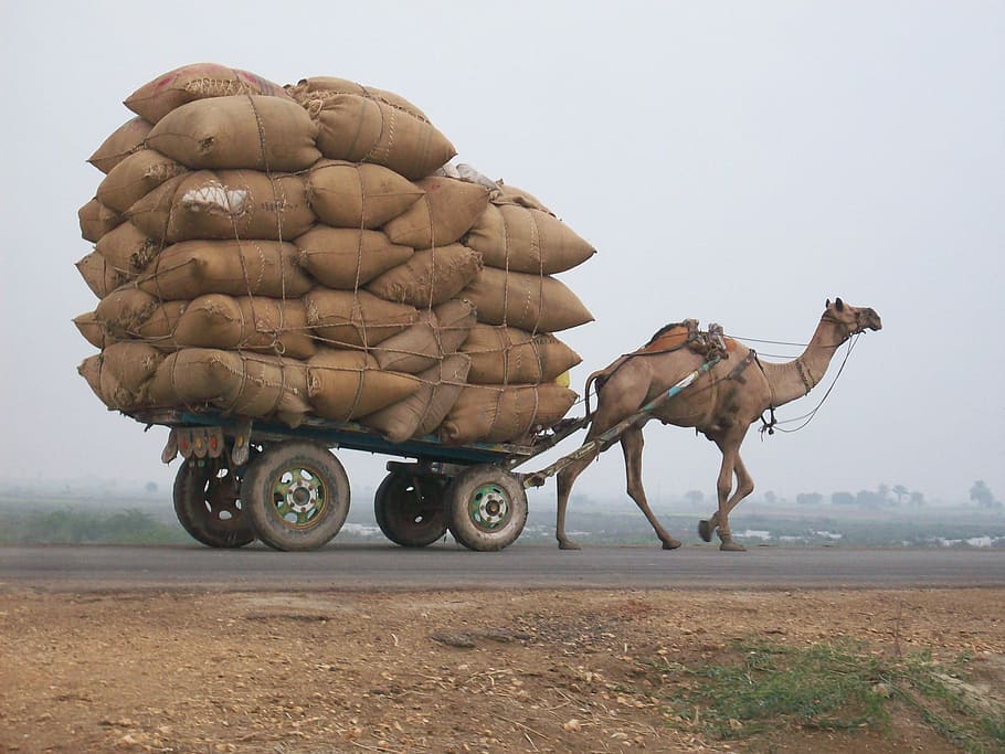 camelo, puxando, vagão, completo, sacos, carrinho, logística, transporte, natureza, deserto