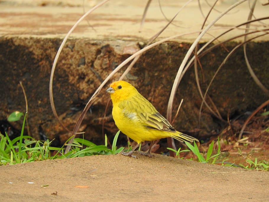 canary, yellow, bird, birdie, nature, animals, brazil, birds, animal themes, vertebrate
