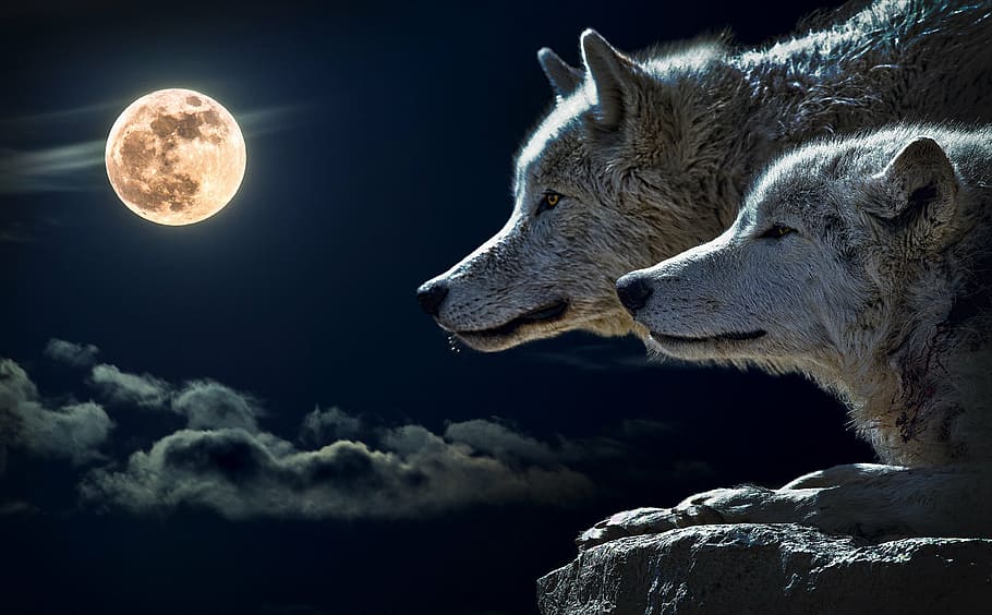 dos, lobos, mirando, completo, fondo de pantalla de luna, lobo, lobo de torque, luna, nube, cielo