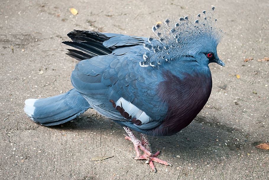 gray, bird, standing, ground, fan-deaf, victoria crown pigeon, blue, colorful, nature, animal