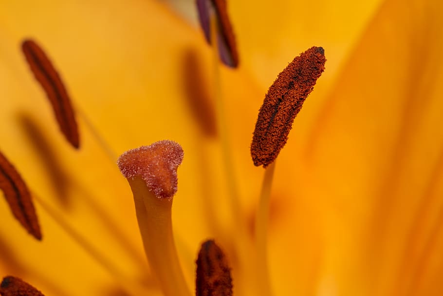 lily, scar, anther, macro, close up, flower, orange, brown natural, summer, blossom