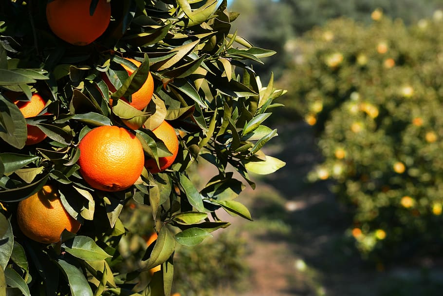 orange, fruits, green, leafs, tree, citrus, food, spain, andalucia, fruit
