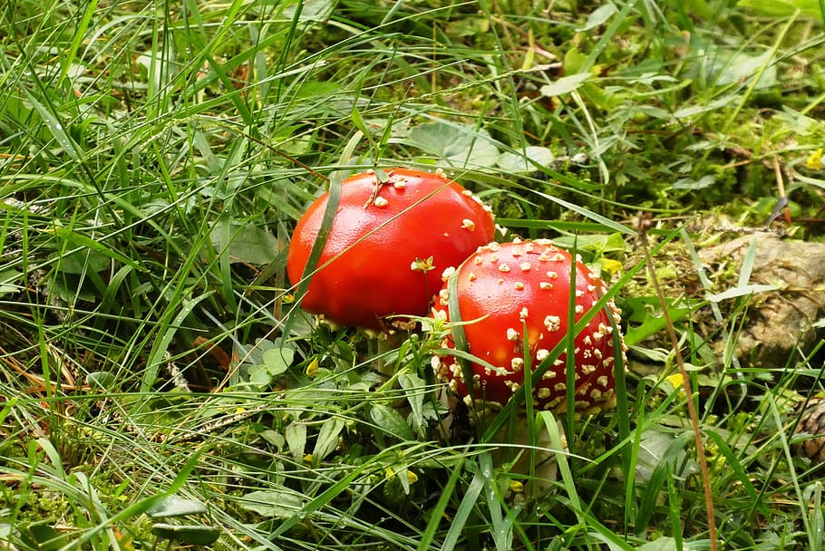 mushroom, fly agaric, autumn, forest, nature, agaric, red, white, gif, forest floor