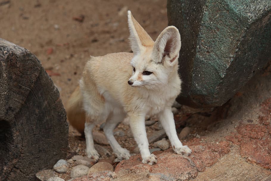 fennec fox, Fox Desert, Hewan, Lucu, tema hewan, tidak ada orang, satu hewan, hari, satwa liar, mamalia