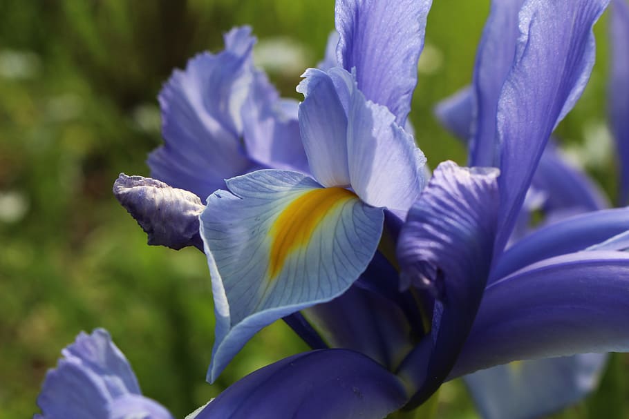 紫色, アイリスの花, 接写, アイリス, 庭の花, 春, 春の花, 花, 青い花, 紫色の花