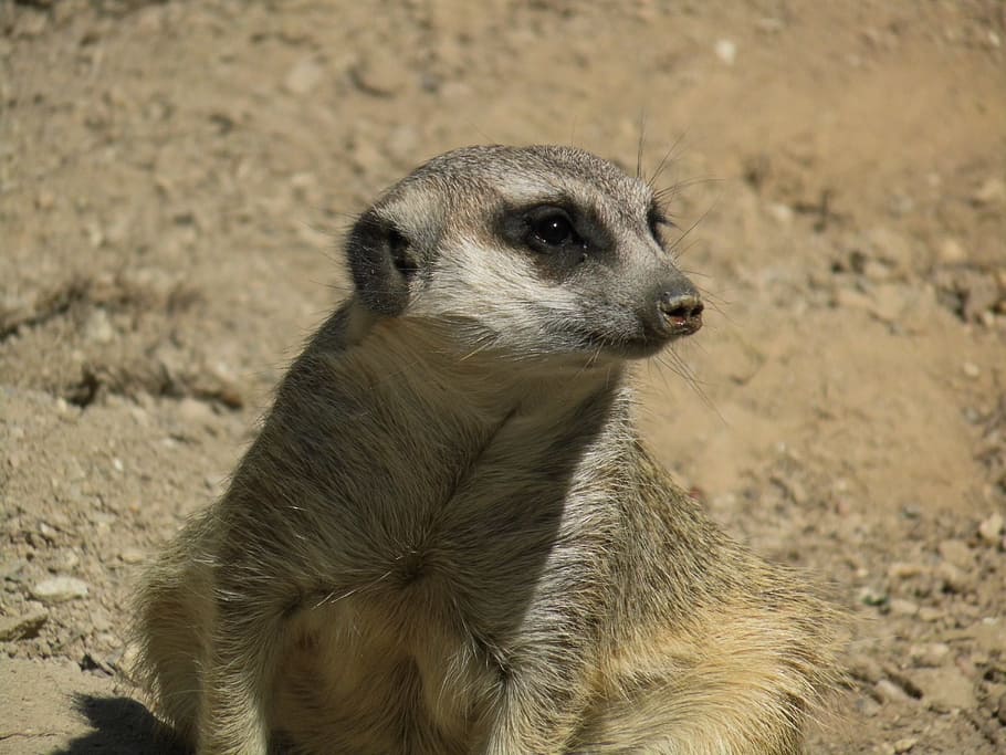 ミーアキャット 野生動物 かわいい 自然 荒野 生き物 動物の世界 動物 1匹の動物 動物の野生動物 Pxfuel