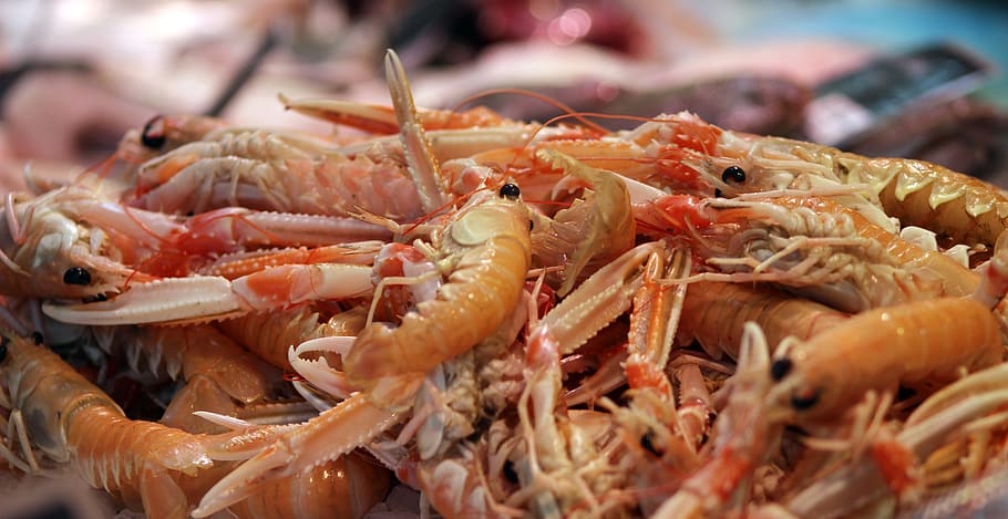 Camarão, Marinho, Comida, Frutos do mar, fresco, mar, peixe, cozinha, marisco, lagosta