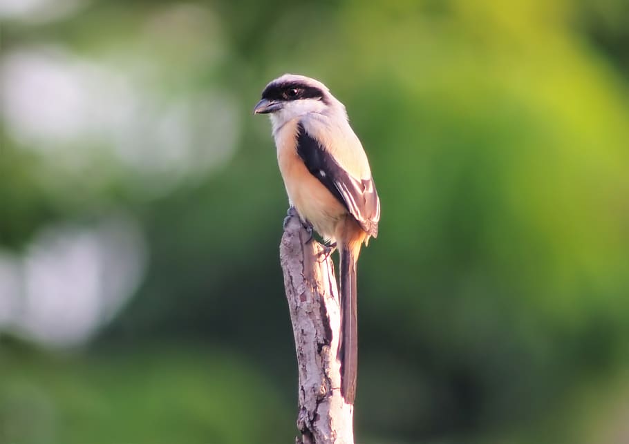 long, tail, shrike, perched, wood, post, outdoor, wild, bird, wildlife