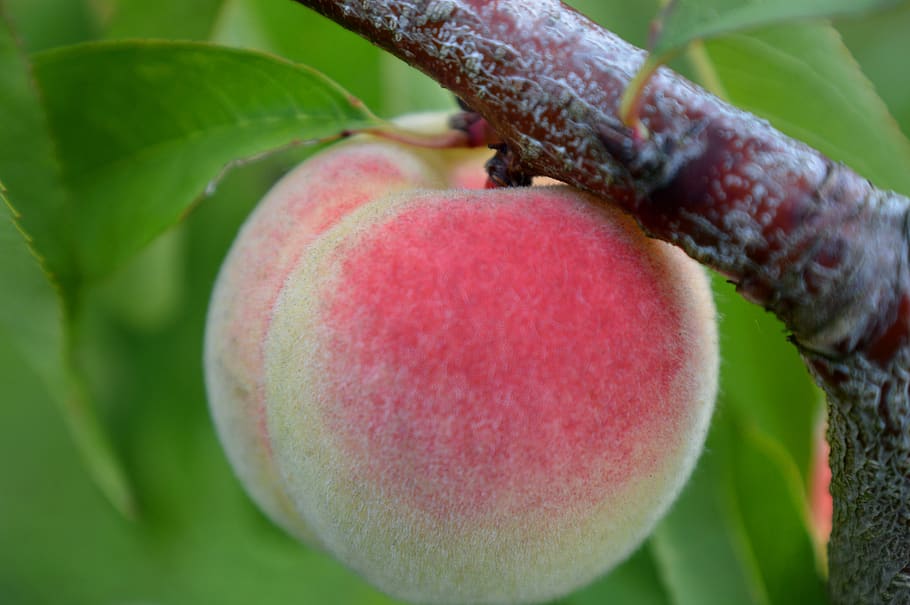 peach, close up, peach tree, fruit, healthy eating, food and drink, close-up, food, plant part, leaf