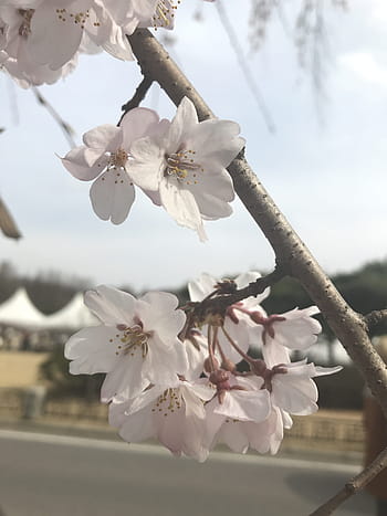 korea-cemetery-spring-cherry-blossom-roy