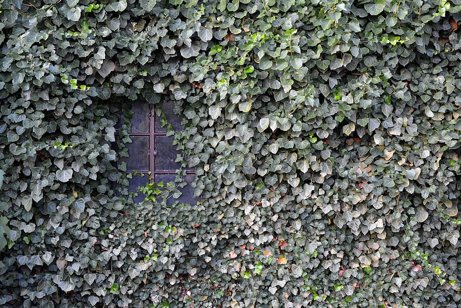 brown, windowpane, covered, green, leafed, plants, ivy, wall, window, ingrowing