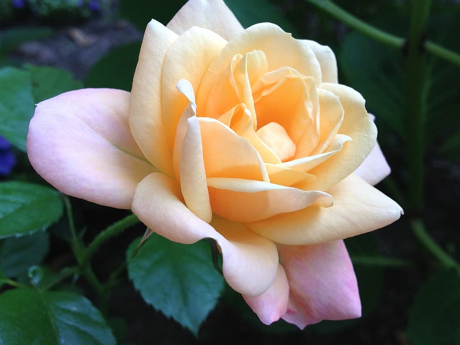 closeup, yellow, rose, blossom, garden, romantic, pastel shadings, nature, plant, petal