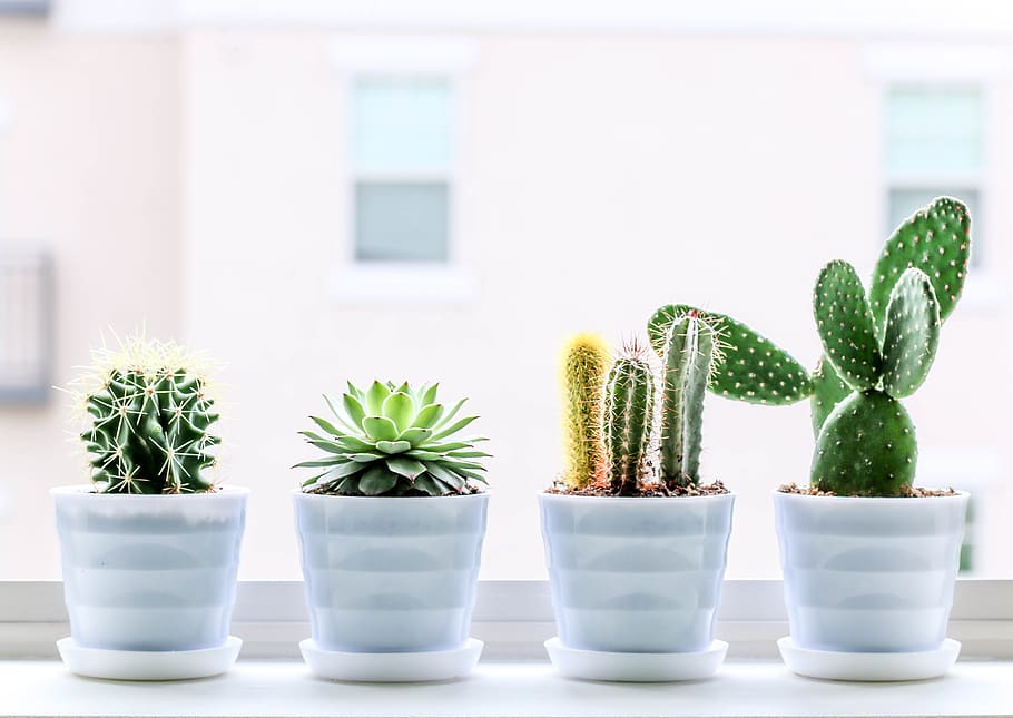 succulent, cactus, plant, cacti, pots, window, grow, potted plant, succulent plant, growth