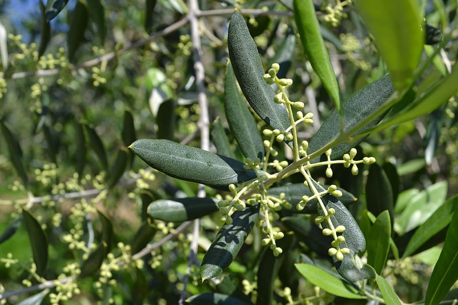 selective, focus photography, green, leafed, plant, olive flowers, olivo, olive branches, miggnols, cultivate