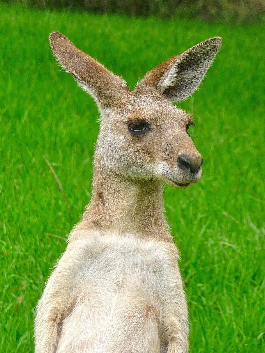 kangaroo, expression, cute, face, frontal, portrait, grass, one animal, animal, animal themes