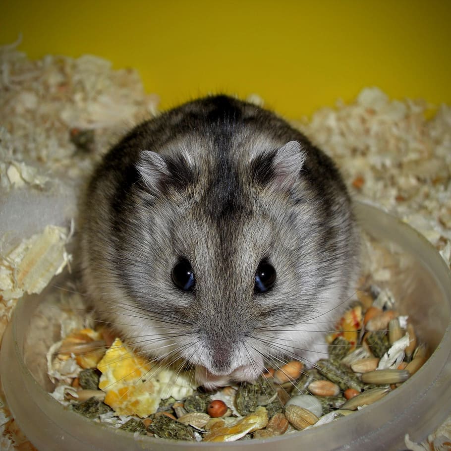 rodent, cute, animal, mammal, rat, hamster, hungry, pet, small, knuffig