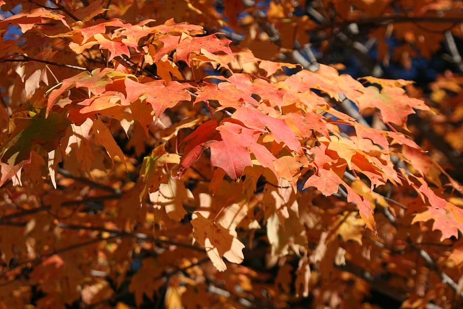 hojas, hojas de otoño, naturaleza, rojo, amarillo, hoja, temporada, naranja, árbol, color