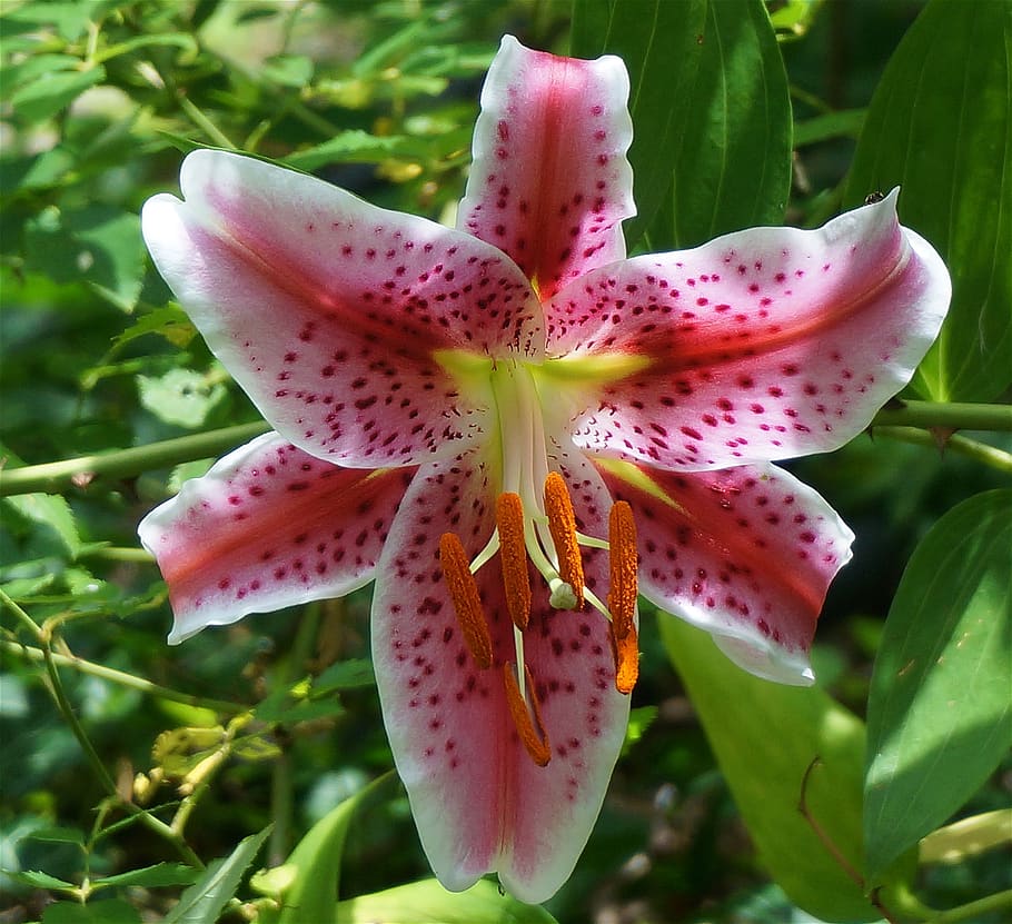 lirio asiático completamente abierto, lirio asiático, lirio, flor,  floración, planta, jardín, naturaleza, rojo, blanco | Pxfuel