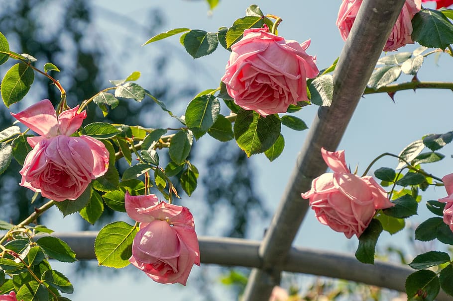 Asociación perro Almacén rosas, fragancia, rosa, colgante, arbusto de rosas, enrejado, belleza,  jardín, rosa de jardín, flor de rosa | Pxfuel