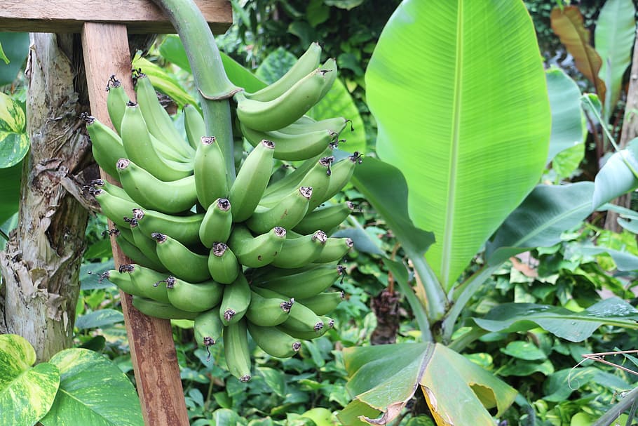 バナナの低木, バナナの植物, 植物, 熱帯, 低木, 果物, 自然, 未熟, バナナの葉, 熱帯の果物