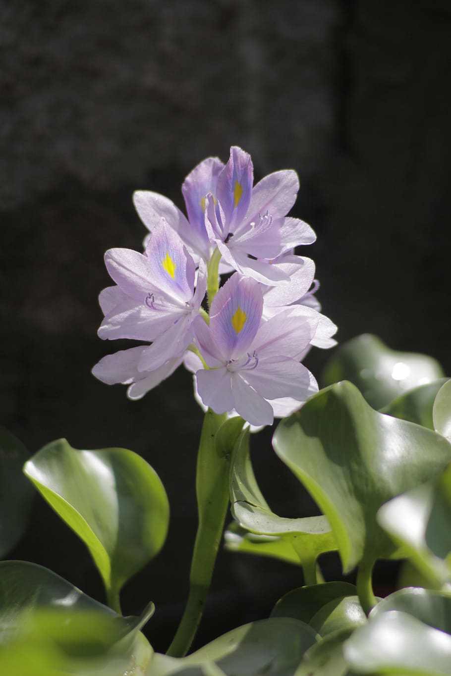 water hyacinth flower, violet, eichhornia, aquarium, beo flower, luc binh flower, purple, flower, flowering plant, fragility