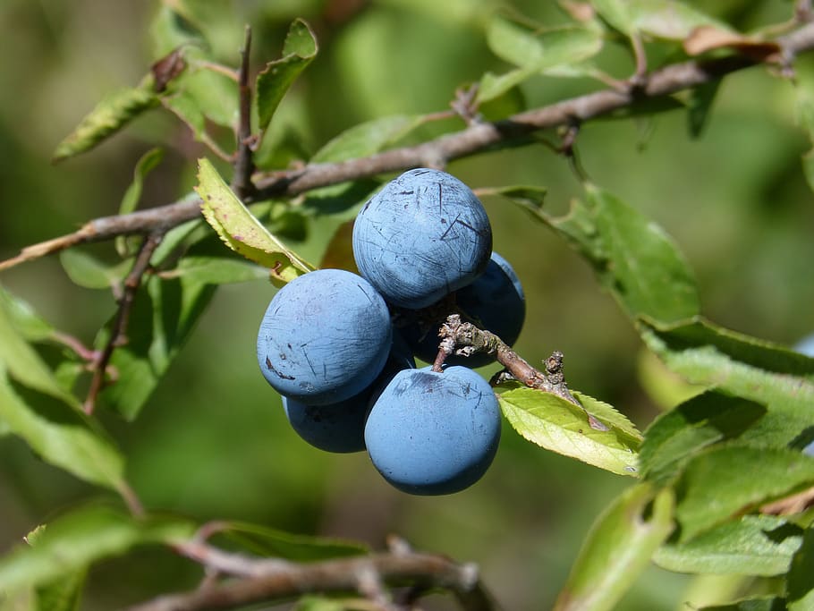 blueberry, berry, blue, aranyó, arañón, fruits of the forest, antirust, berries, fruit, healthy eating