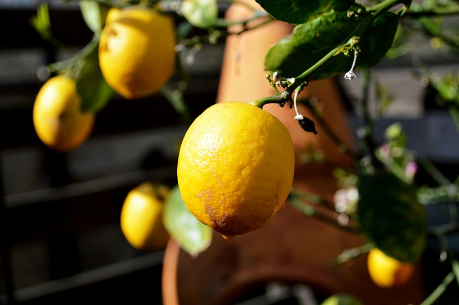 lemon, tree, fruit, citrus, food, ripe, fresh, organic, yellow, agriculture
