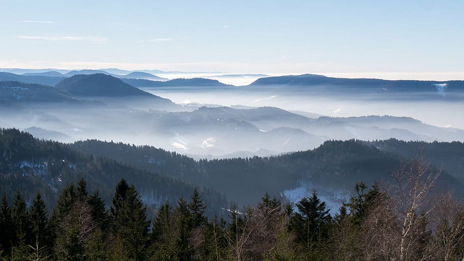 white, fogs, forest, sea of fog, nebellandschaft, black forest, fog, vosges, mountain range, nature