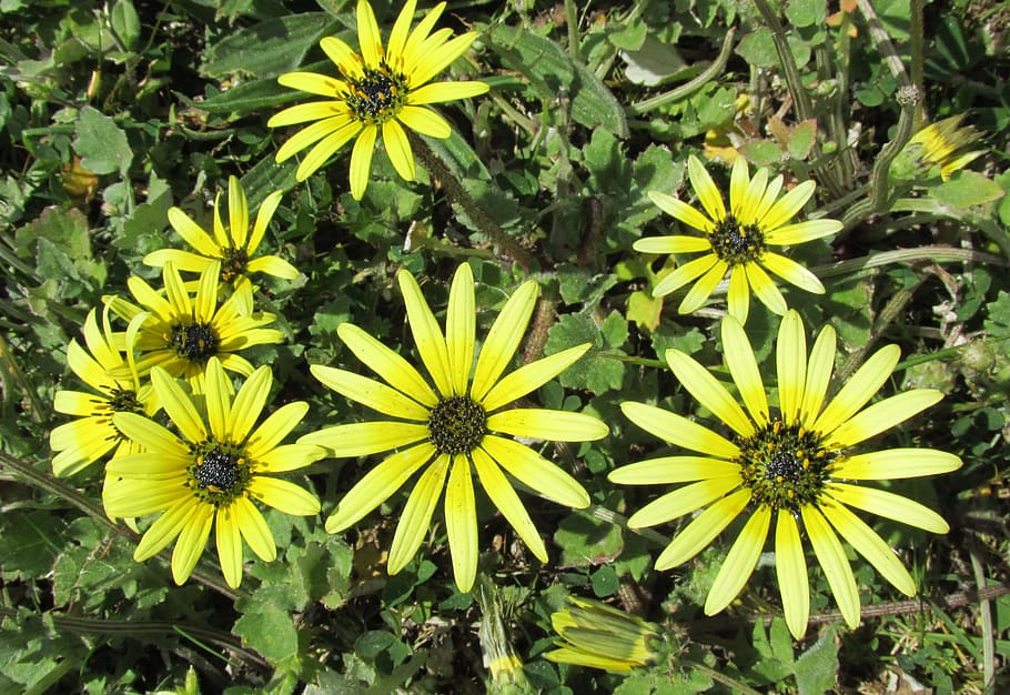 yellow flower, daisy, cape weed, plant, flower, growth, beauty in nature, yellow, flowering plant, freshness