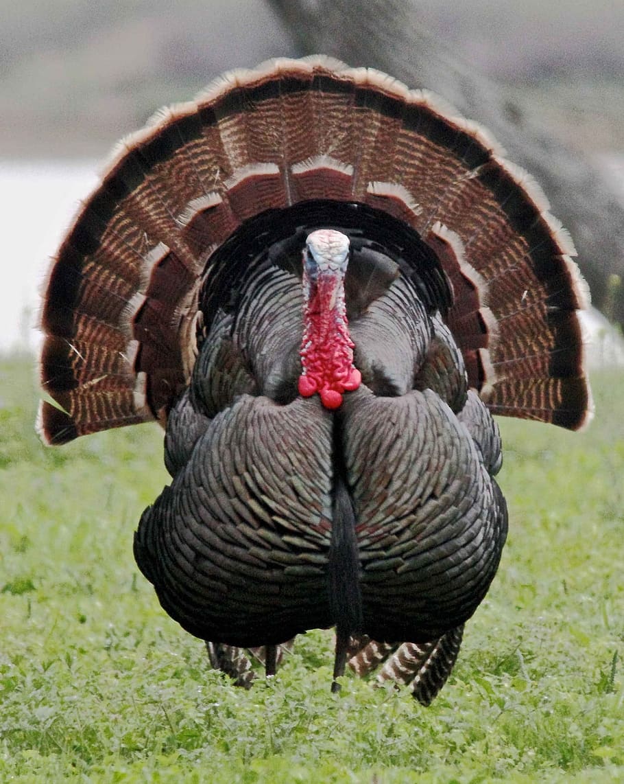 gray, brown, turkey, wild turkey, male, bird, close up, portrait, gobbler, thanksgiving