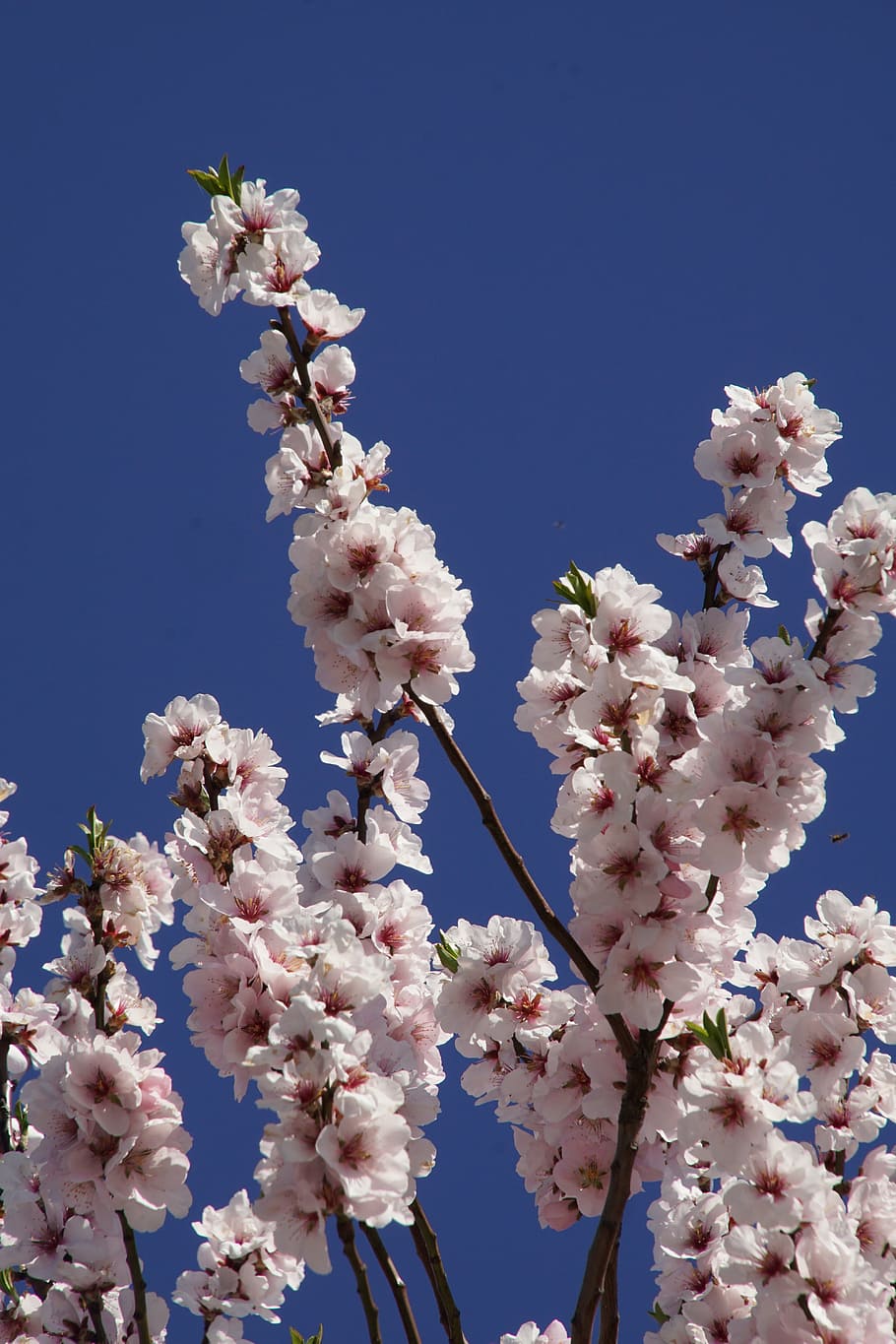 almond blossom, blossom, palatinate, gimmeldingen, spring, bloom, rose, white, slightly, almond
