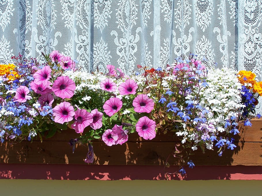 flowers, window curtain, flower box, colorful, window, jewellery, ireland, flower, pink color, day