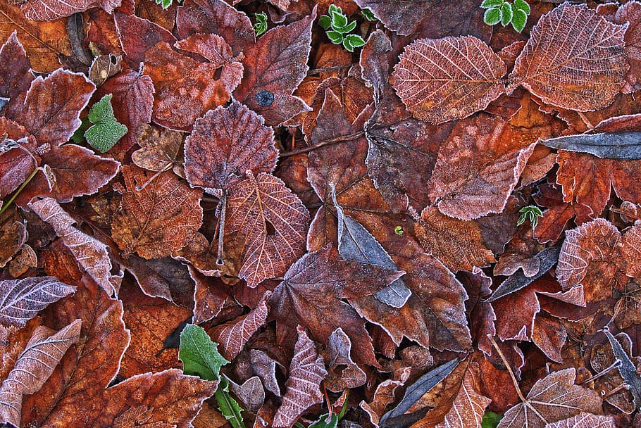 leaves, hoarfrost, ripe, morning sun, cold, frozen, autumn, mood, leaf coloring, autumn motive