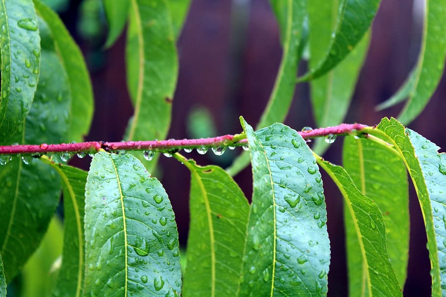 복숭아의 잎, 비, 빗방울, 자연, 녹색, 젖은, 단풍, 식물, 잎, 식물 부분