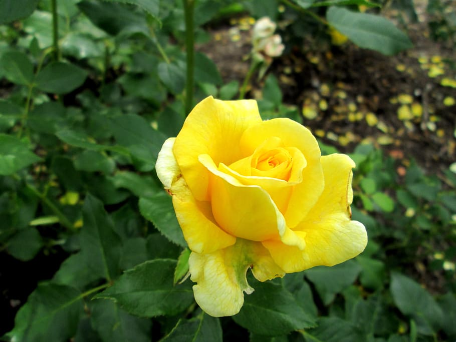 yellow, yellow rose, ros, summer, flower, garden, flowers, leaf, green, plant