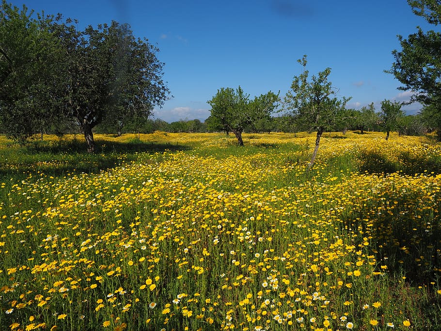 yellow, green, flower field, flower meadow, crown anthemideae, glebionis coronarian, composites, asteraceae, mallorca, flowers
