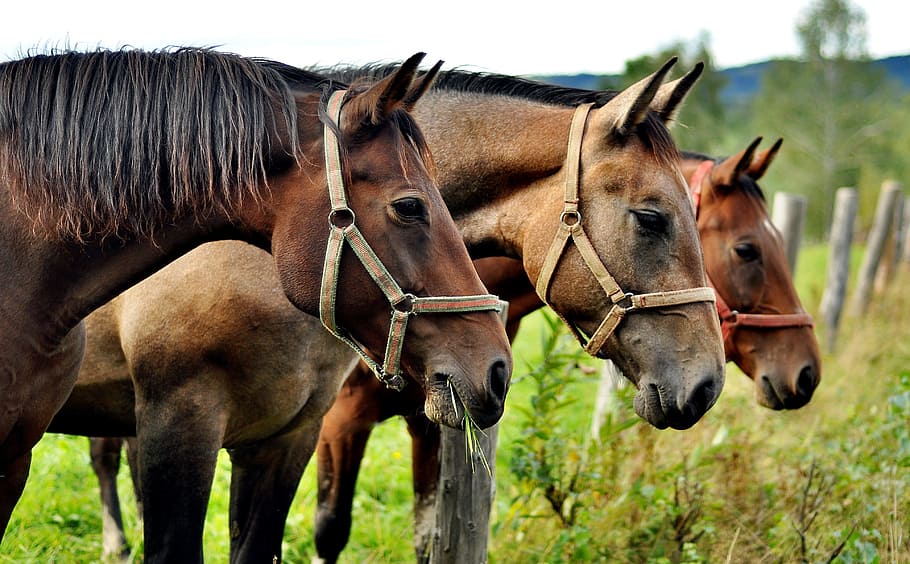 three brown horses, horses, animals, the horse, nature, horse, the head of a horse, animal, horse head, poland
