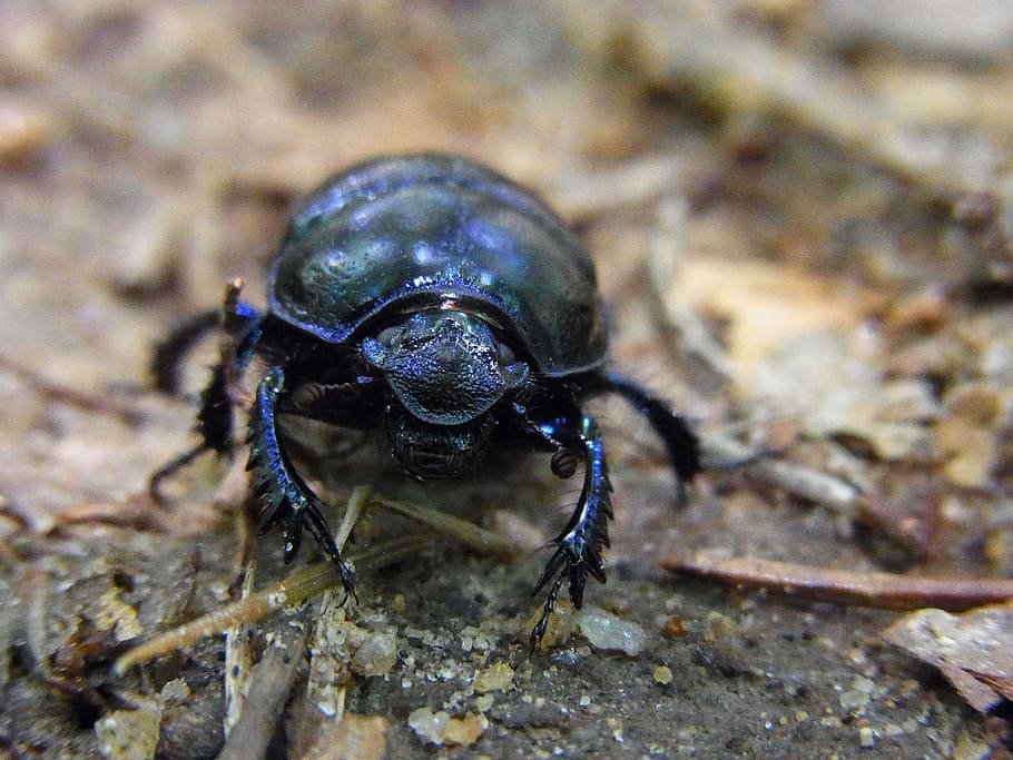 forest dung beetle, anoplotrupes stercorosus, beetle, insect, animal, nature, forest, animals in the wild, one animal, animal themes