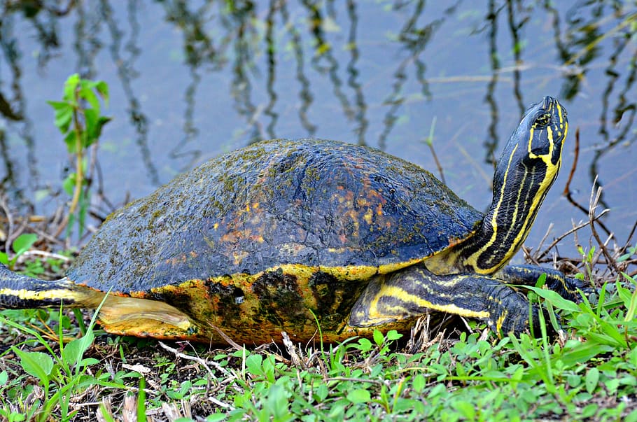 tortuga, parque nacional de los everglades, florida, everglades, fauna, animal, naturaleza, parque, nacional, agua